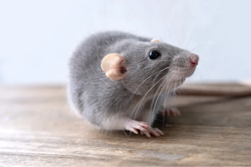rat