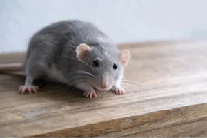 rat