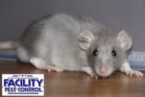 rat