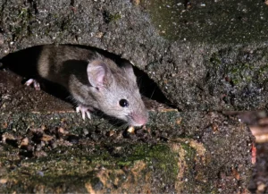 rat