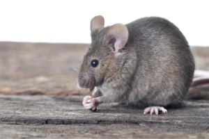 mouse