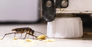 cockroach
