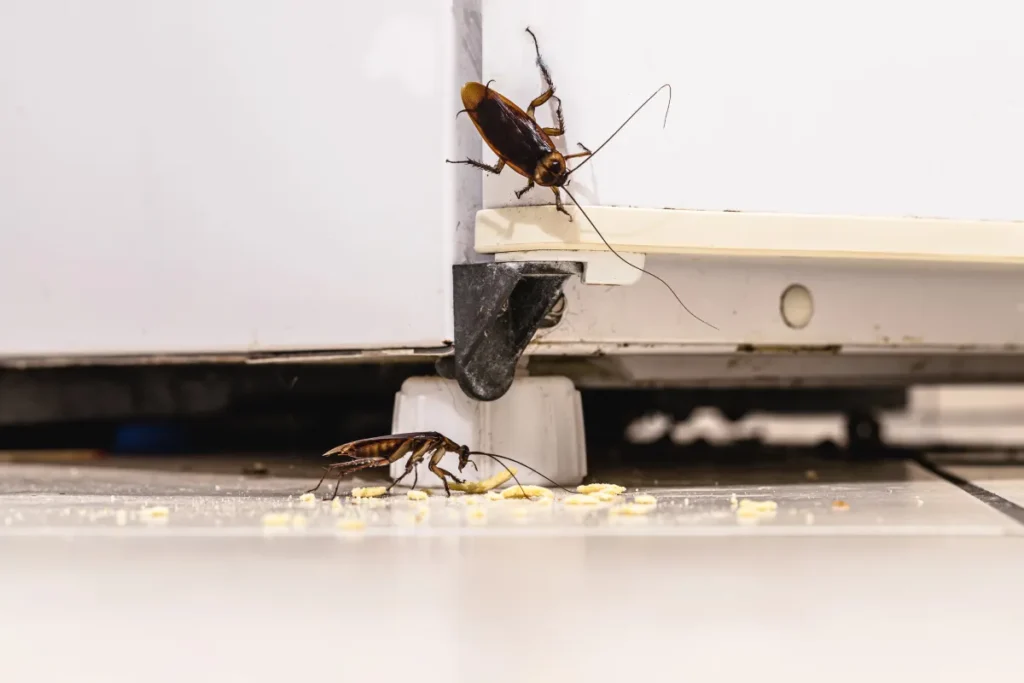 Depositphotos 561784626 XL infestation