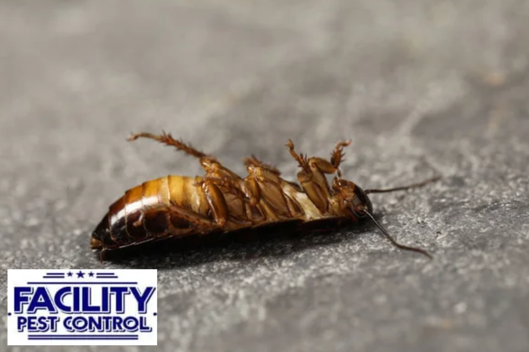 cockroach
