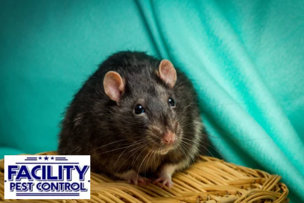 rodent