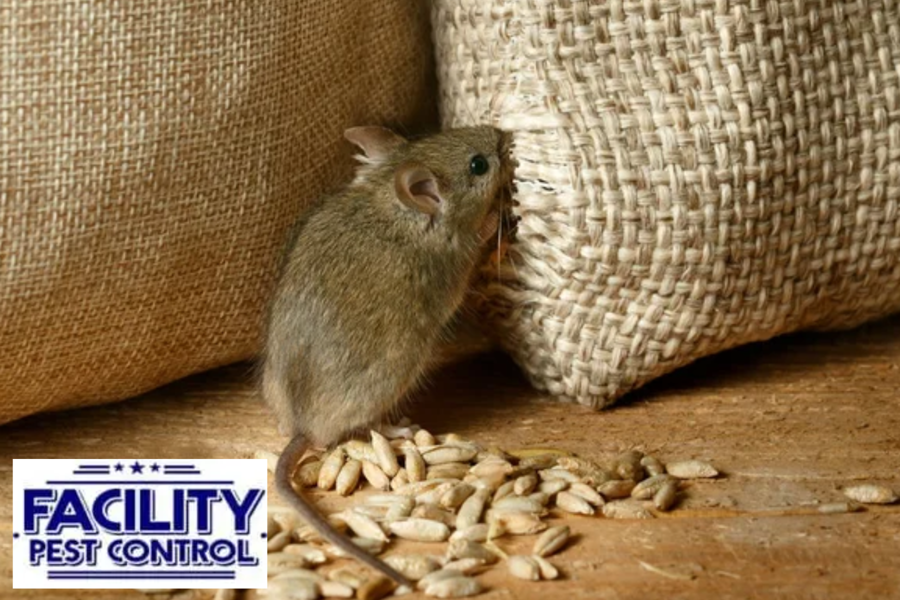 rodent