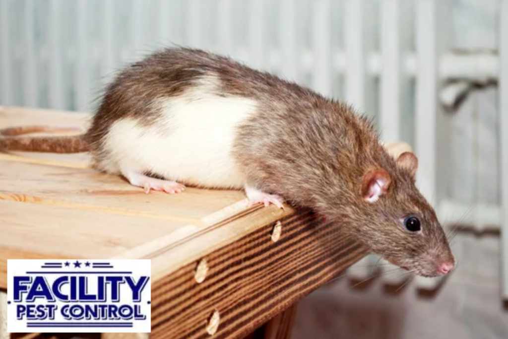 rodent