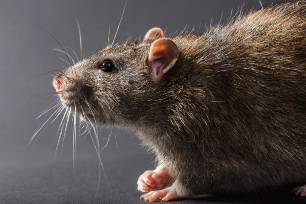 Depositphotos 188120502 XL rat