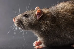 rat