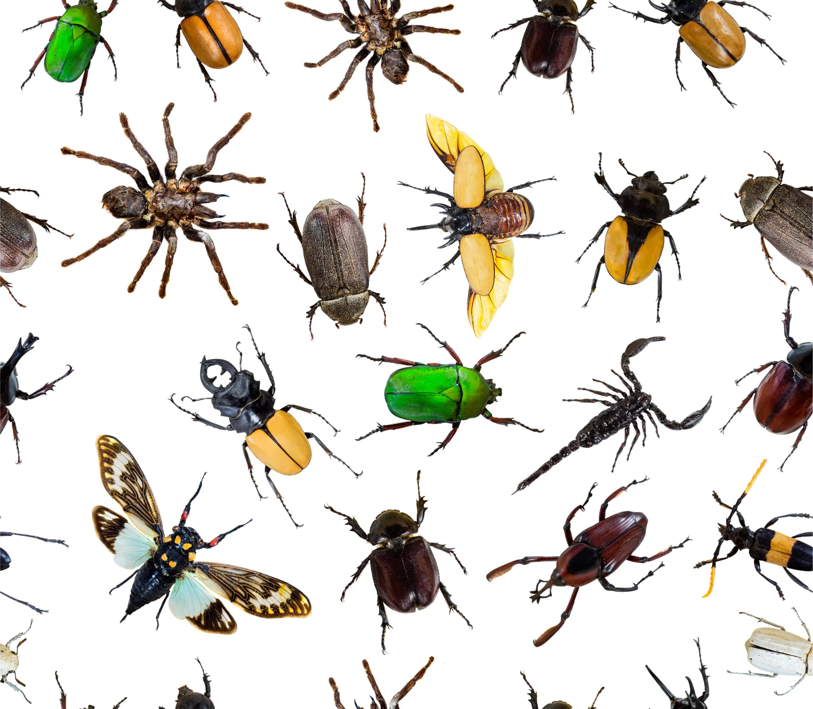 Pest control in Reseda, CA