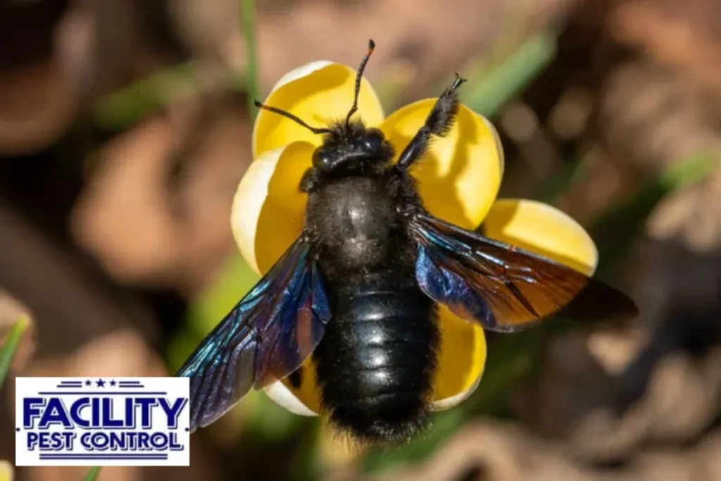 a big male carpenter bee