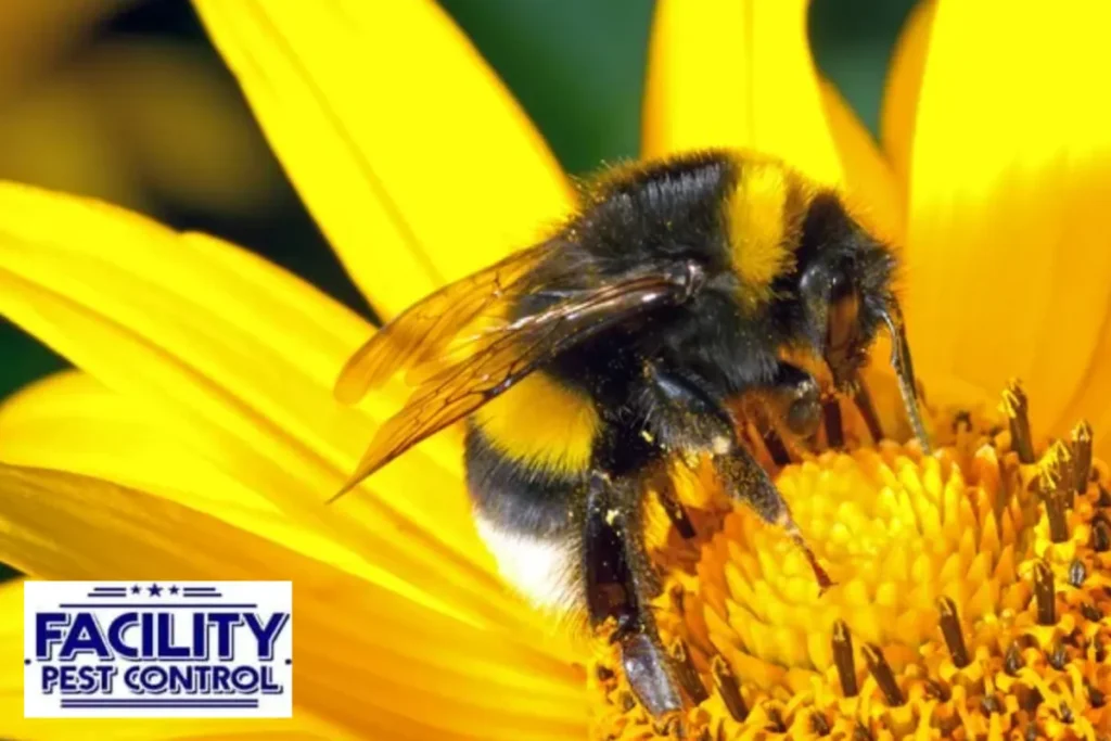 bumble bee on the flower
