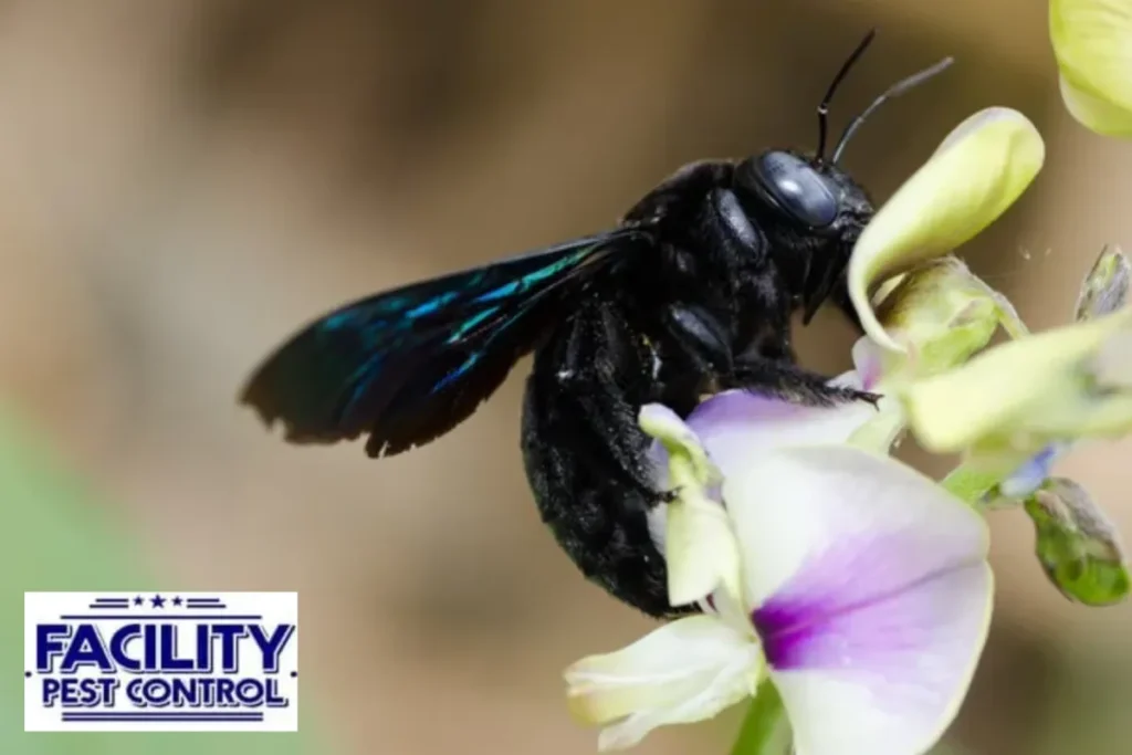 _carpenter bee in the nature