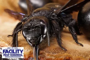 crawl out of the nest carpenter bee