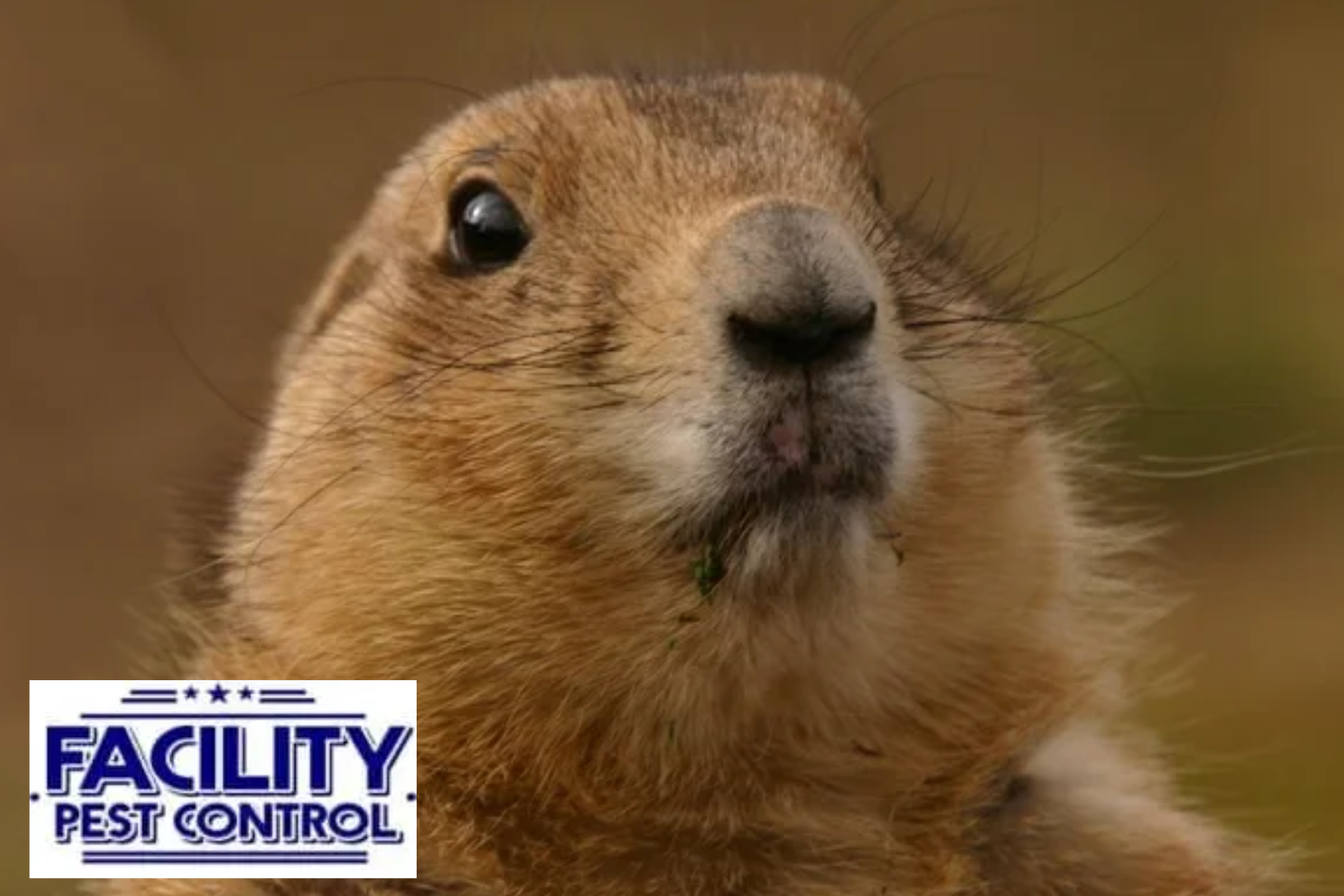 gopher
