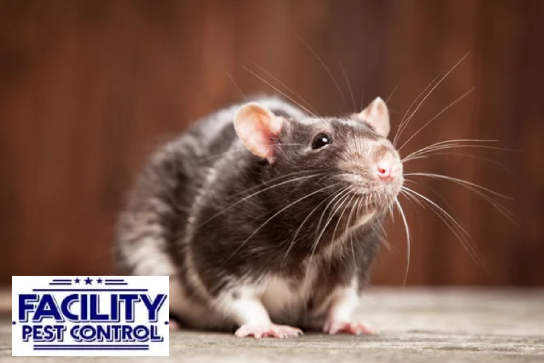 rat