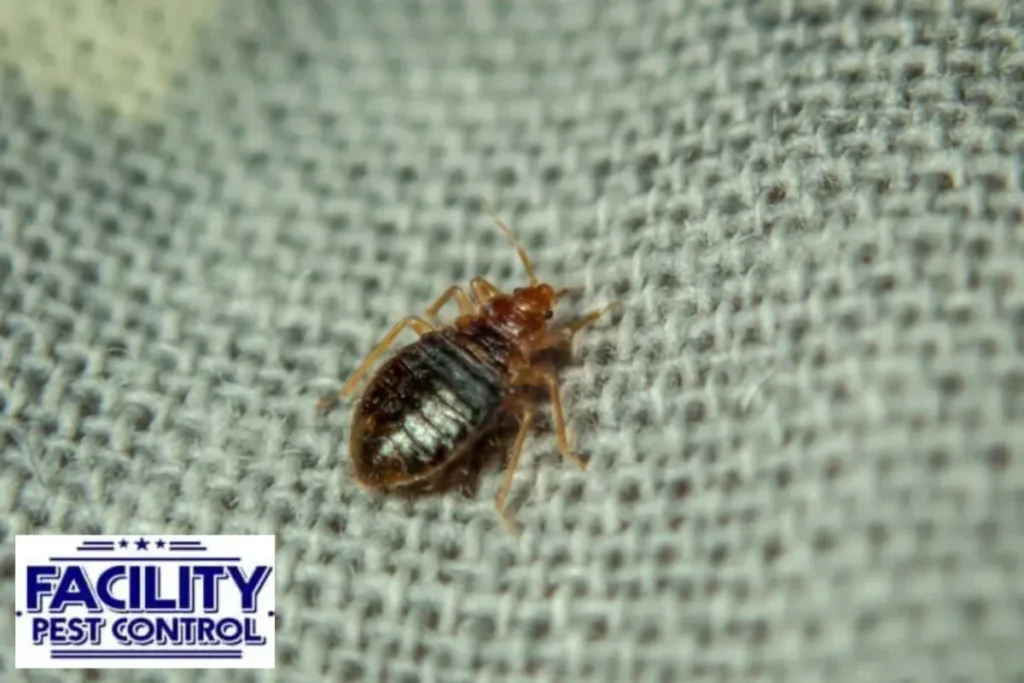 bed bug crawling on the sheet