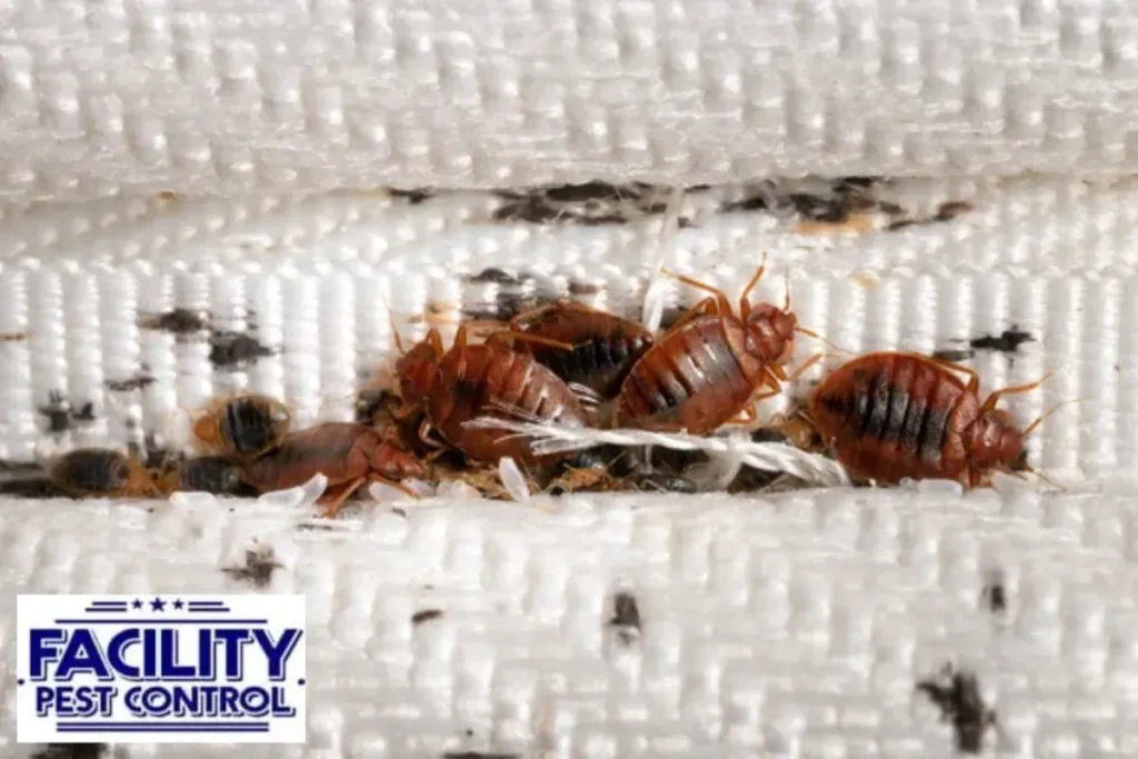 bed bugs on the mattress