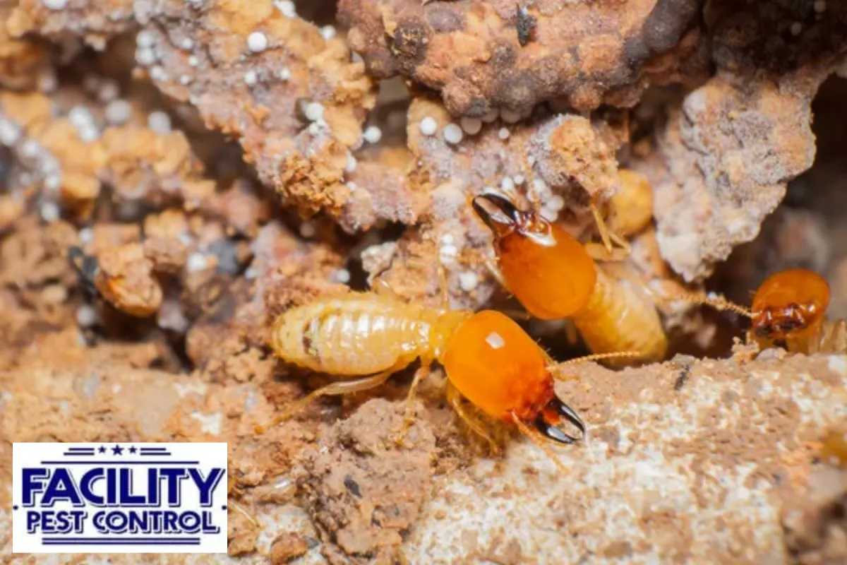 termites in the nest