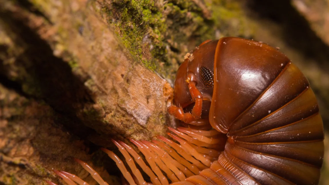 Pest Control Agoura Hills