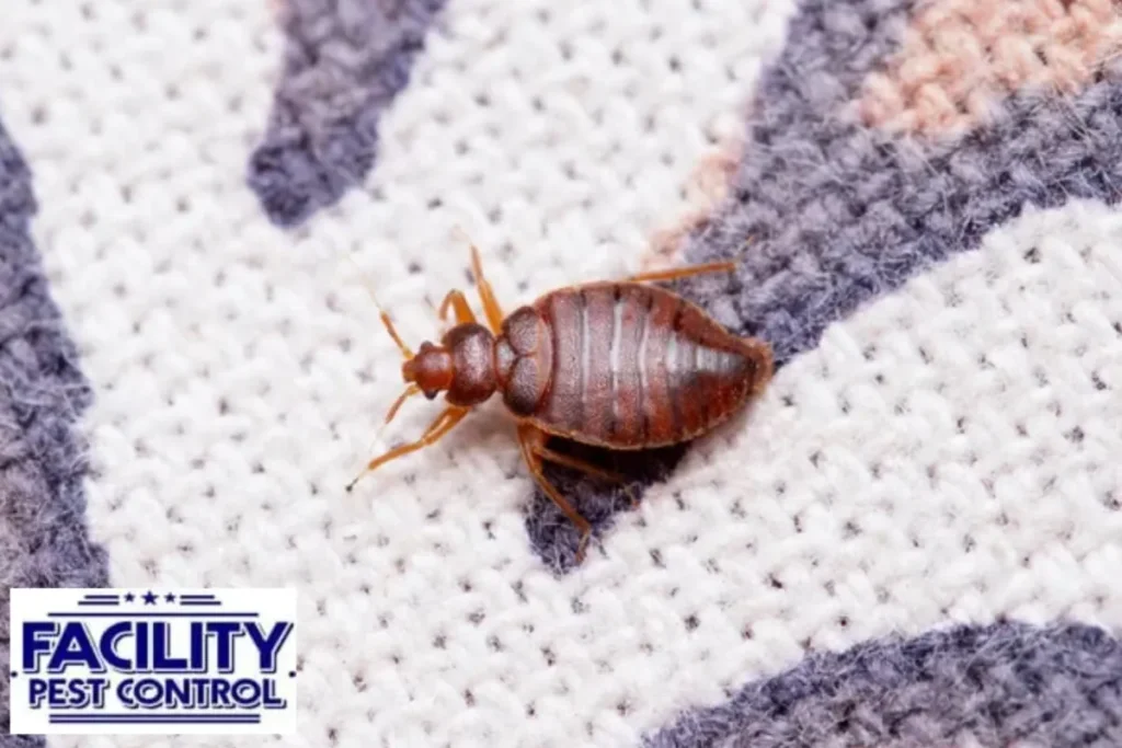 bed bug