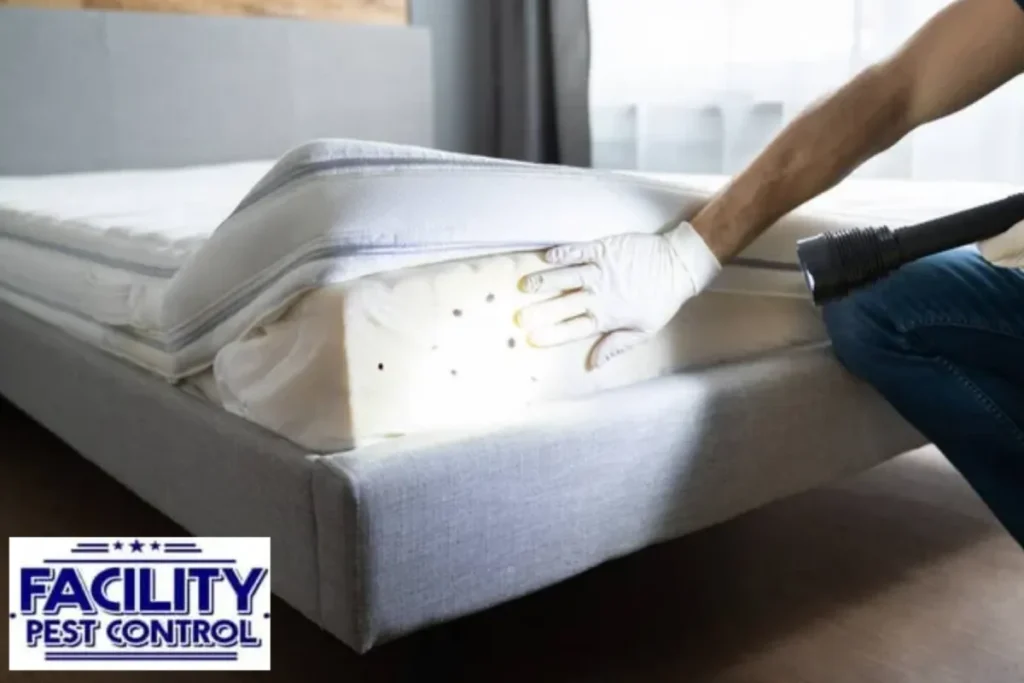 bed bug infestations