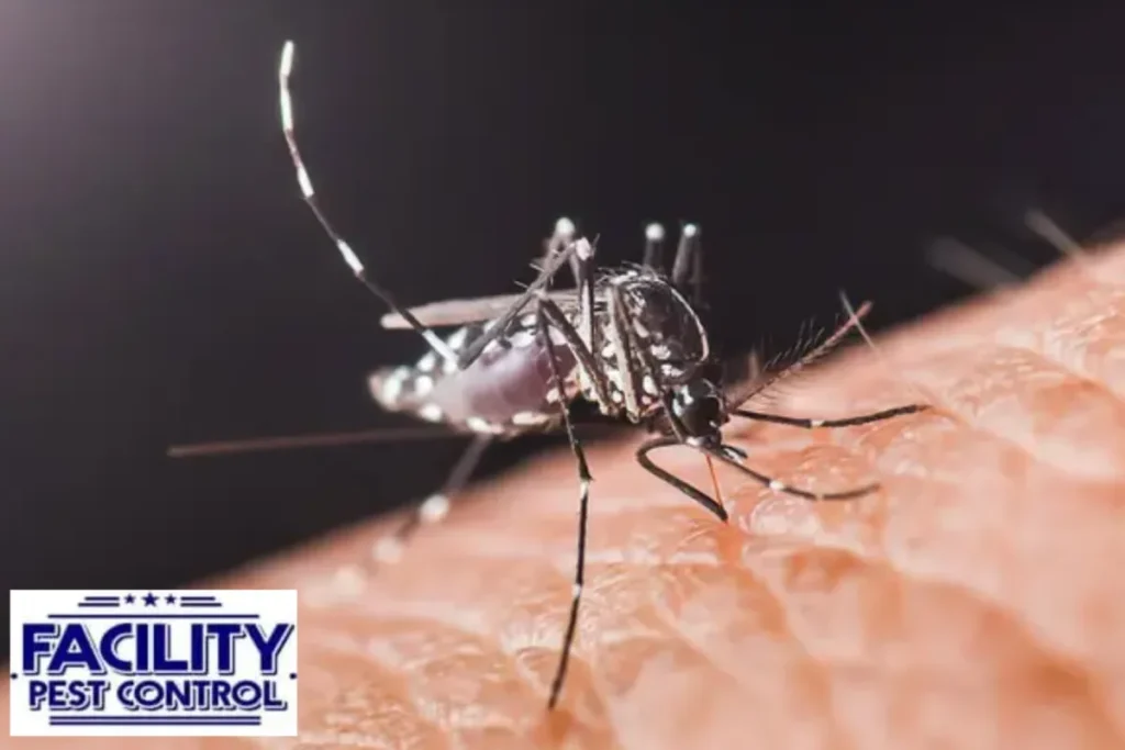 mosquito