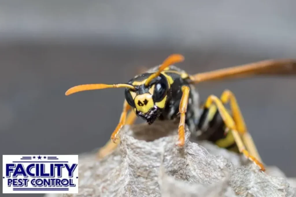 wasp