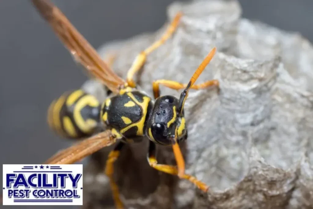 wasp