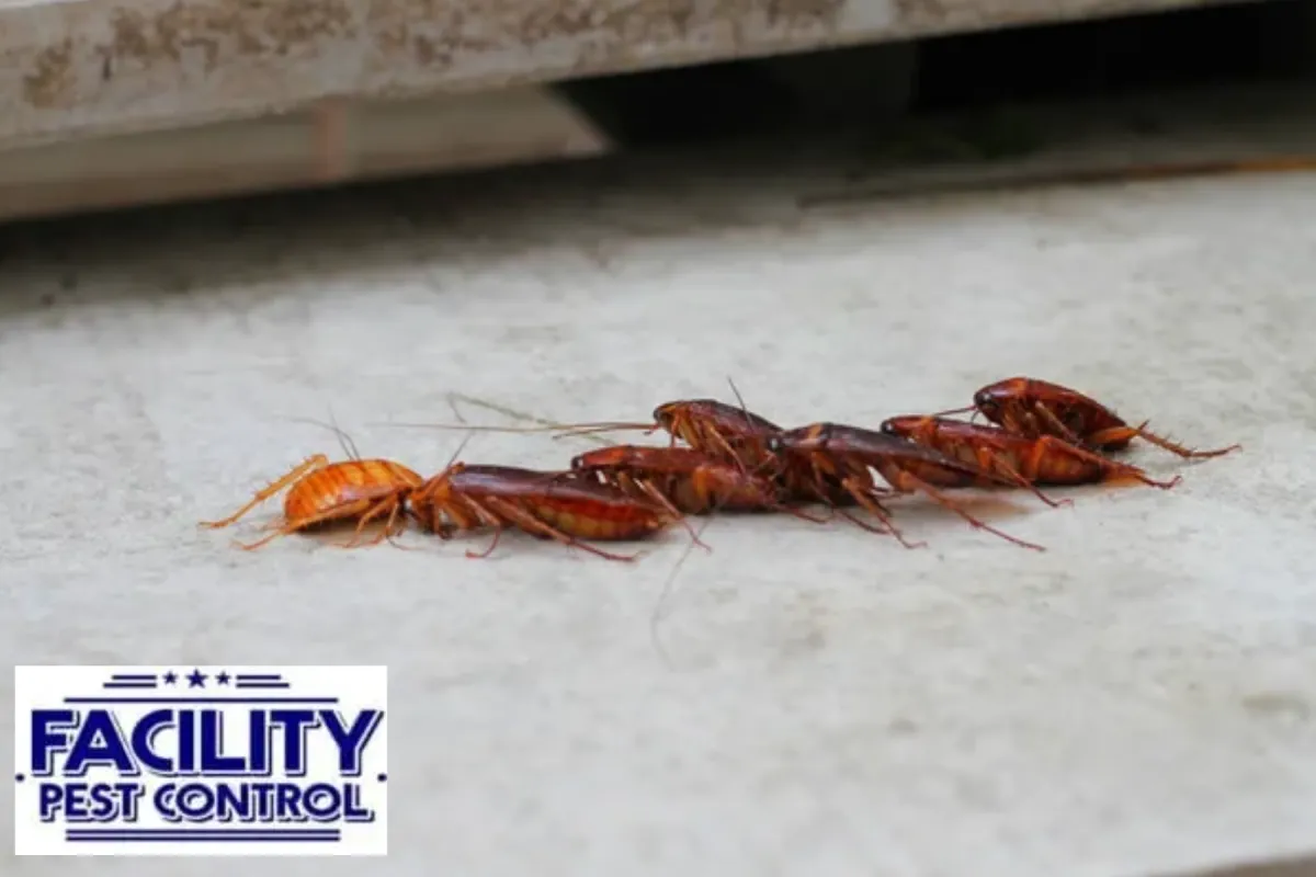 cockroach