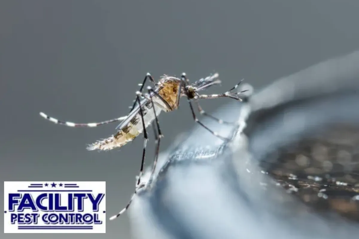 mosquito 