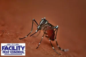 mosquito