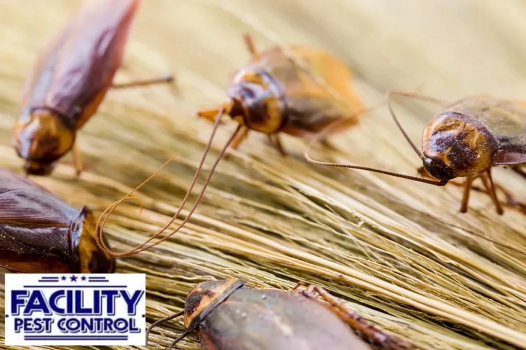 cockroach infestation cockroach infestation