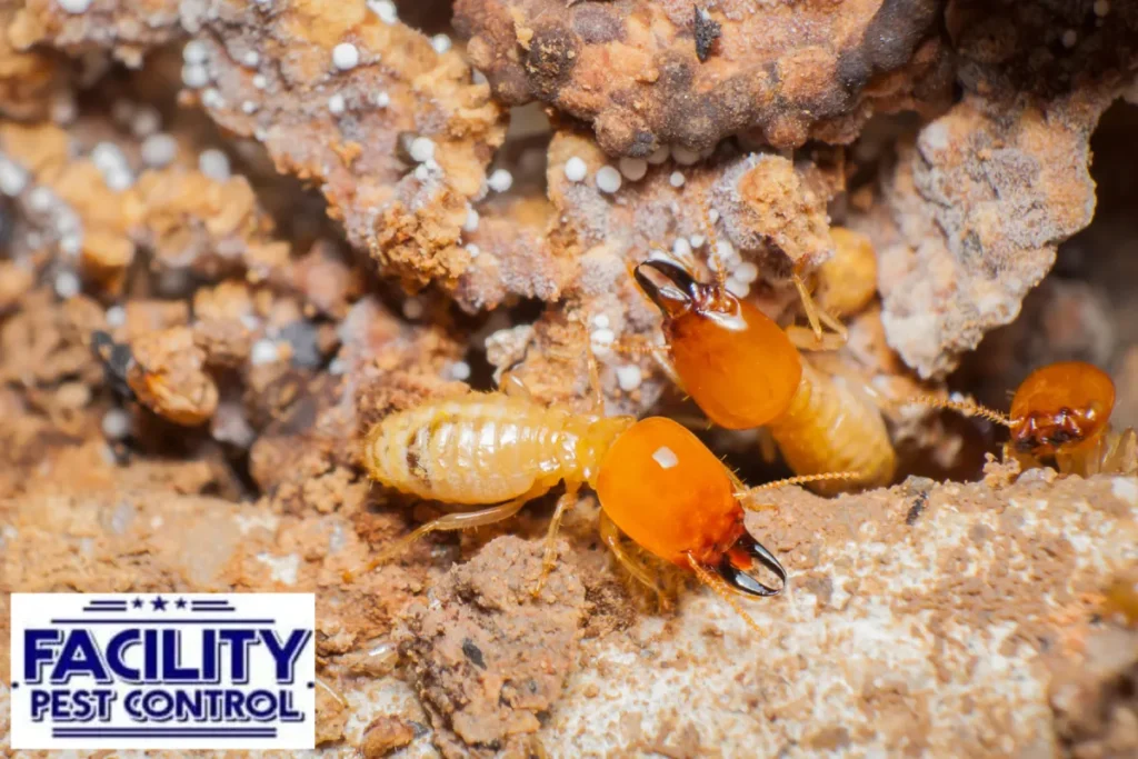 termite infestation