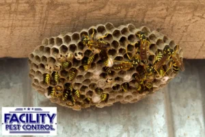 wasp in the nest