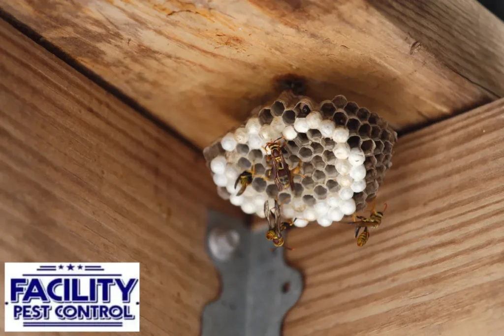 wasp nest wasp nest