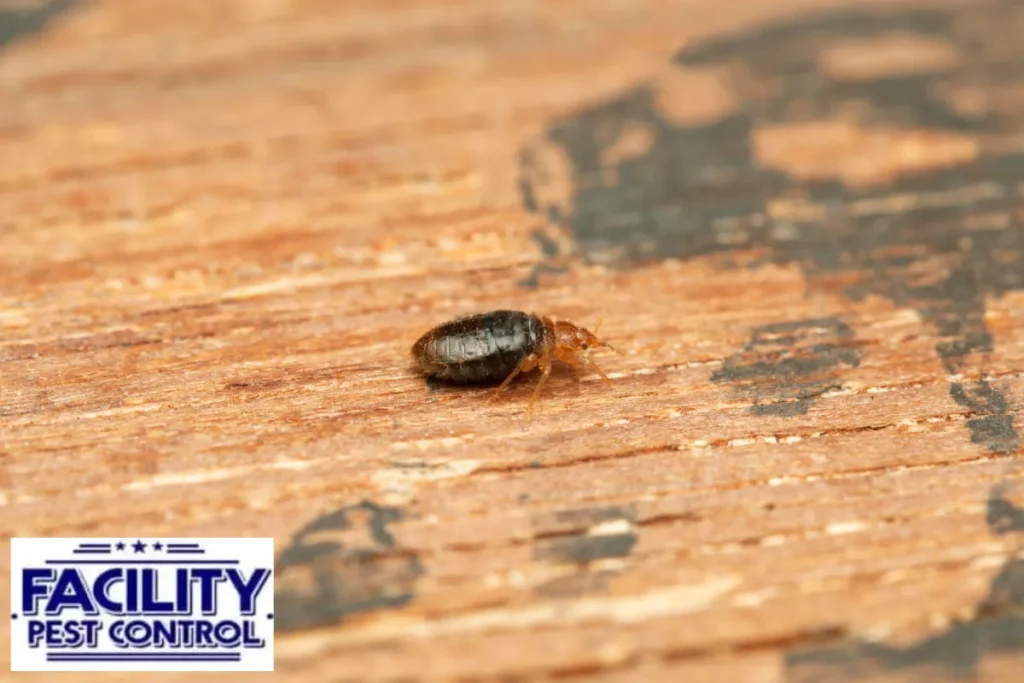 bed bug