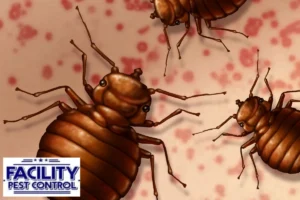 bed bug infestation