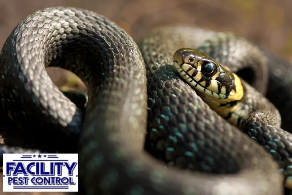 closed up snake closed up snake