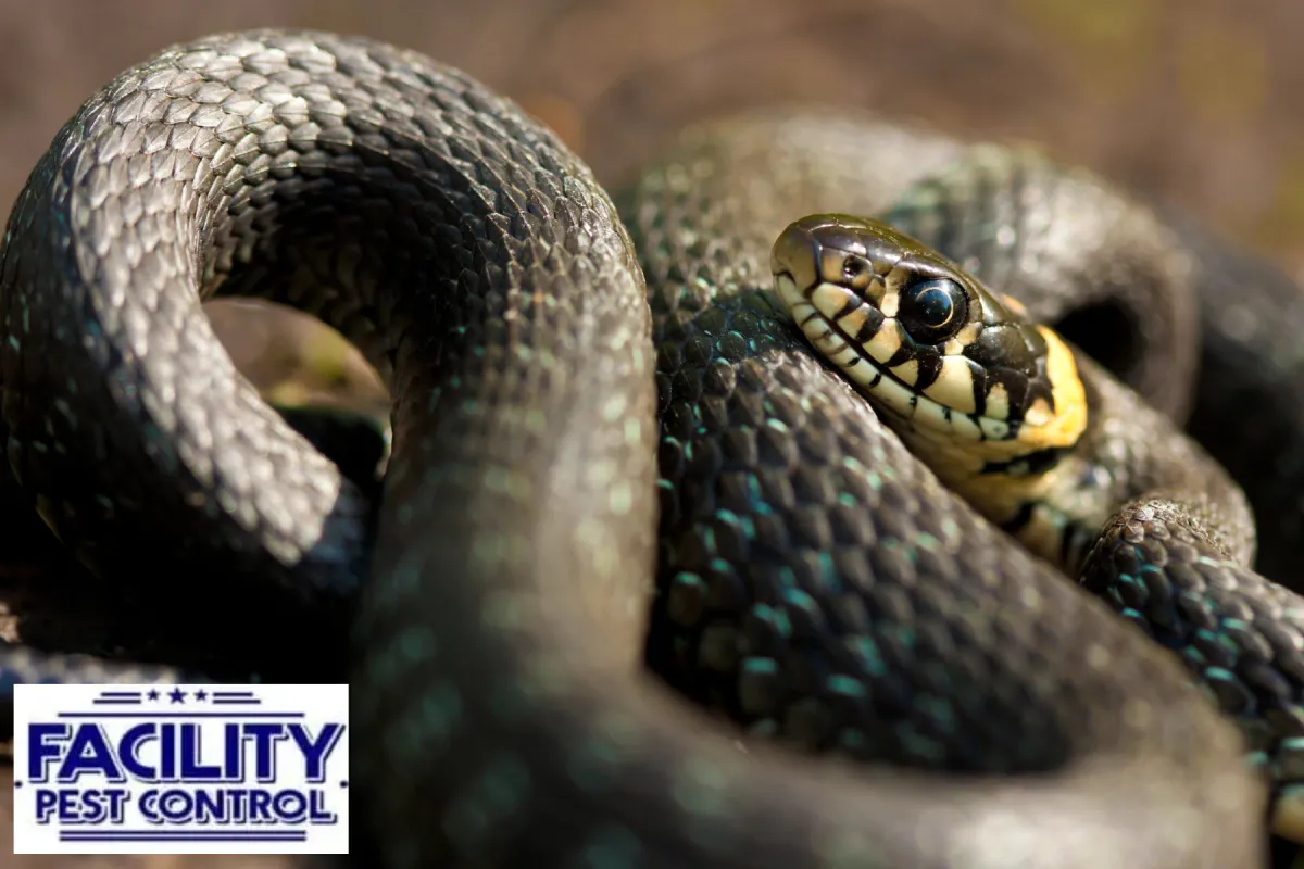 closed up snake