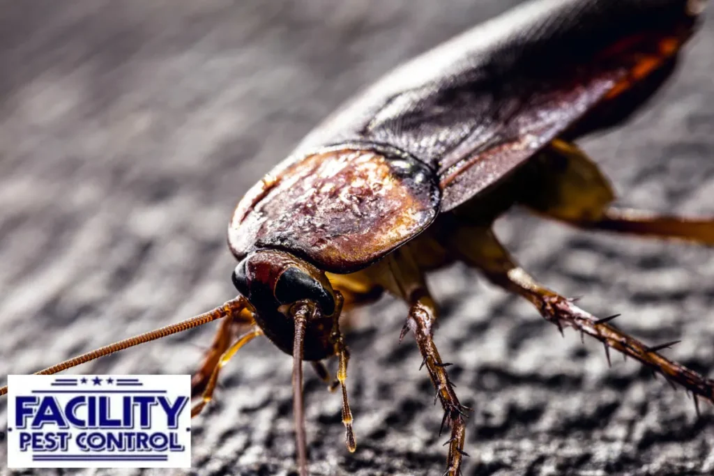 closeed up cockroach
