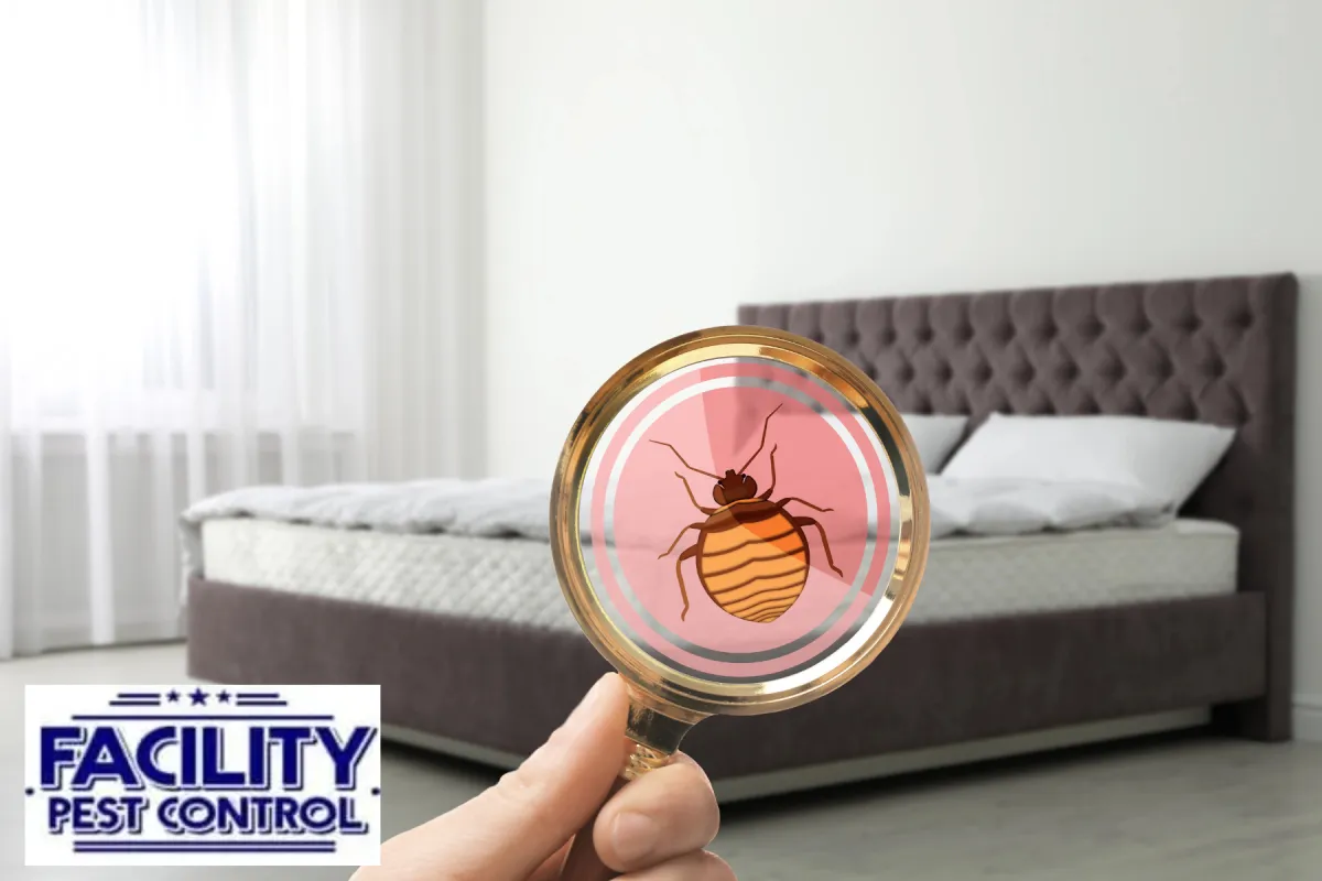 bed bug inspection bed bug inspection