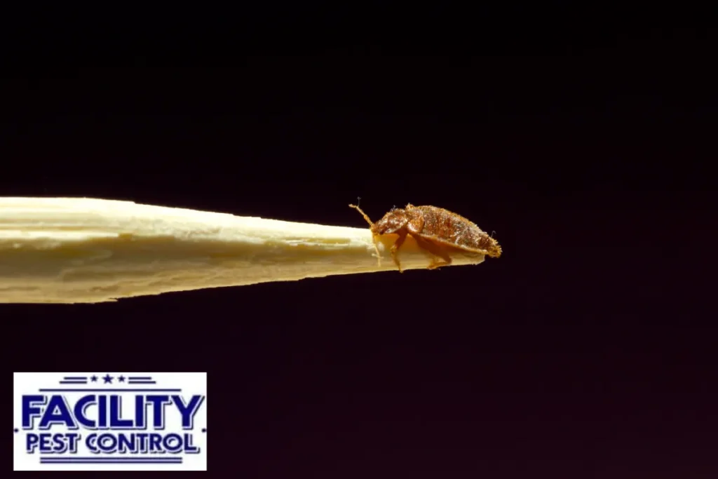 bed bug on the stick bed bug on the stick