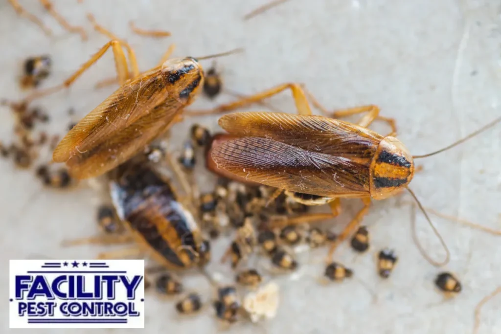 cockroach infestation cockroach infestation