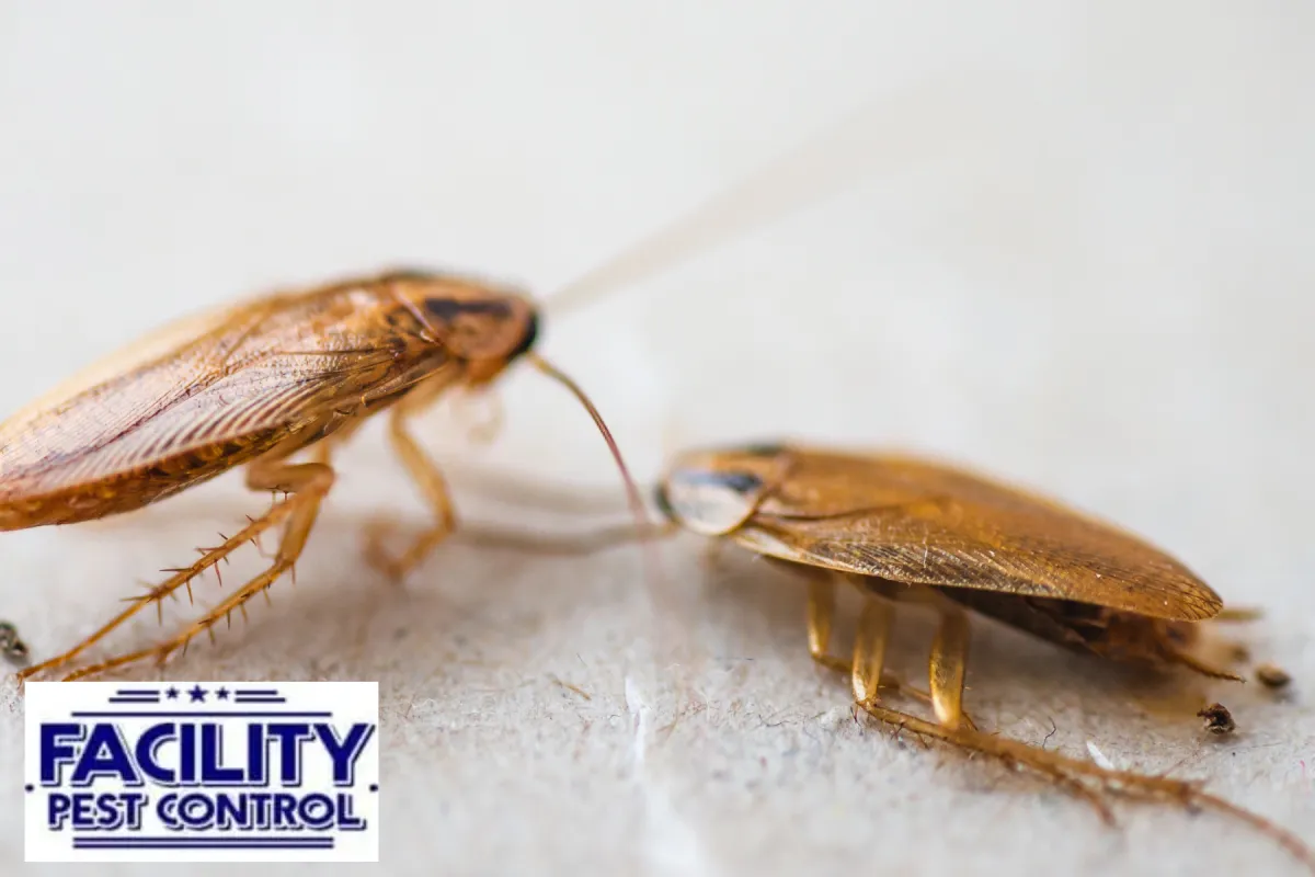 cockroaches cockroaches
