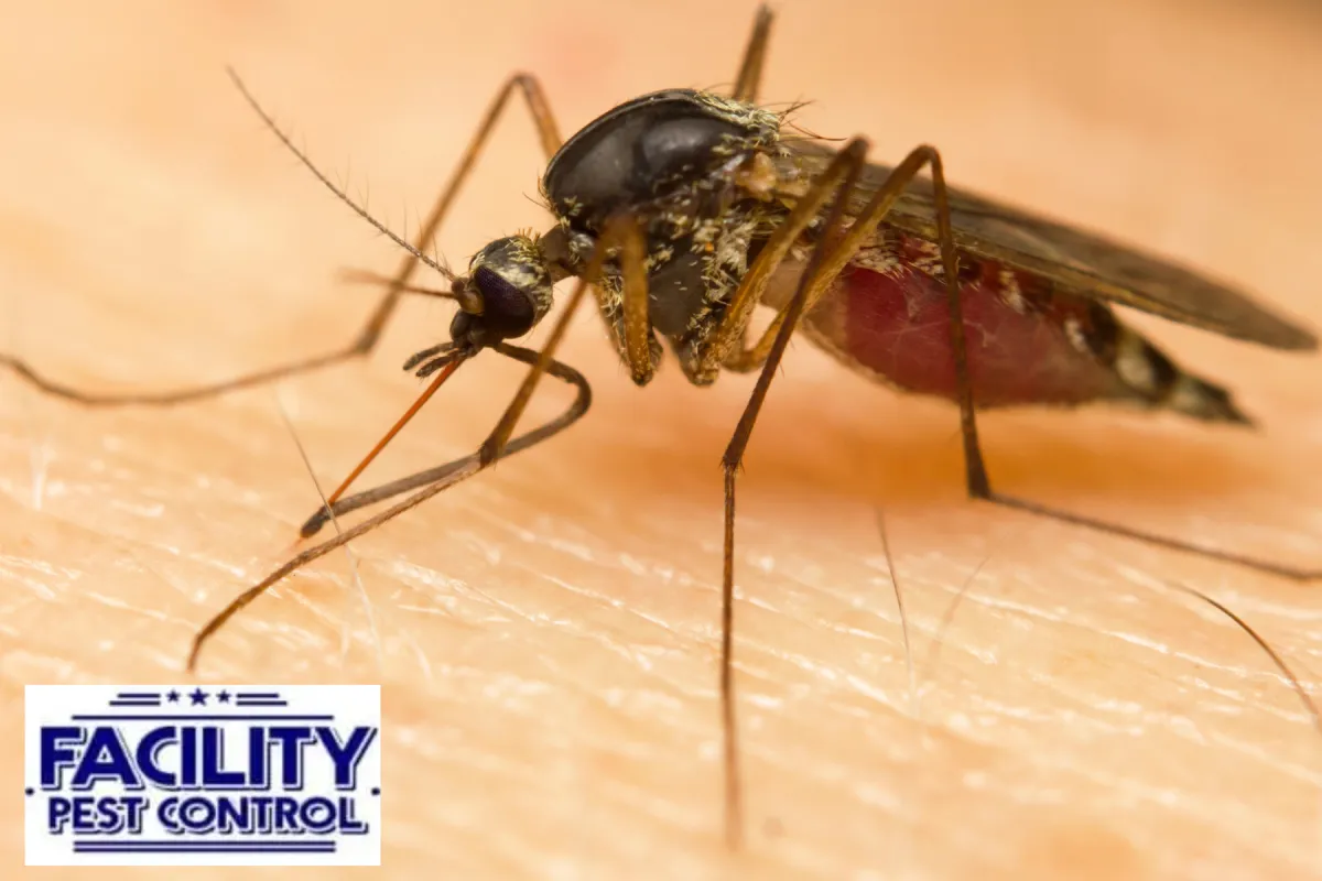 mosquito closed up on human skin mosquito closed up on human skin