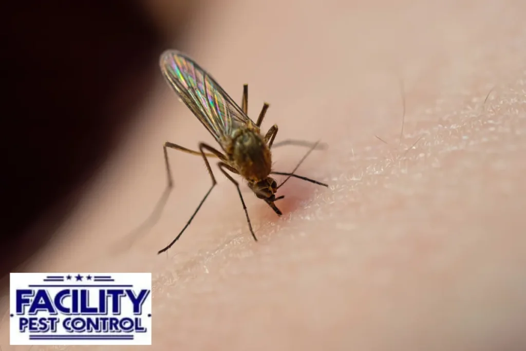 mosquito sucking blood mosquito sucking blood