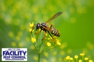 wasp