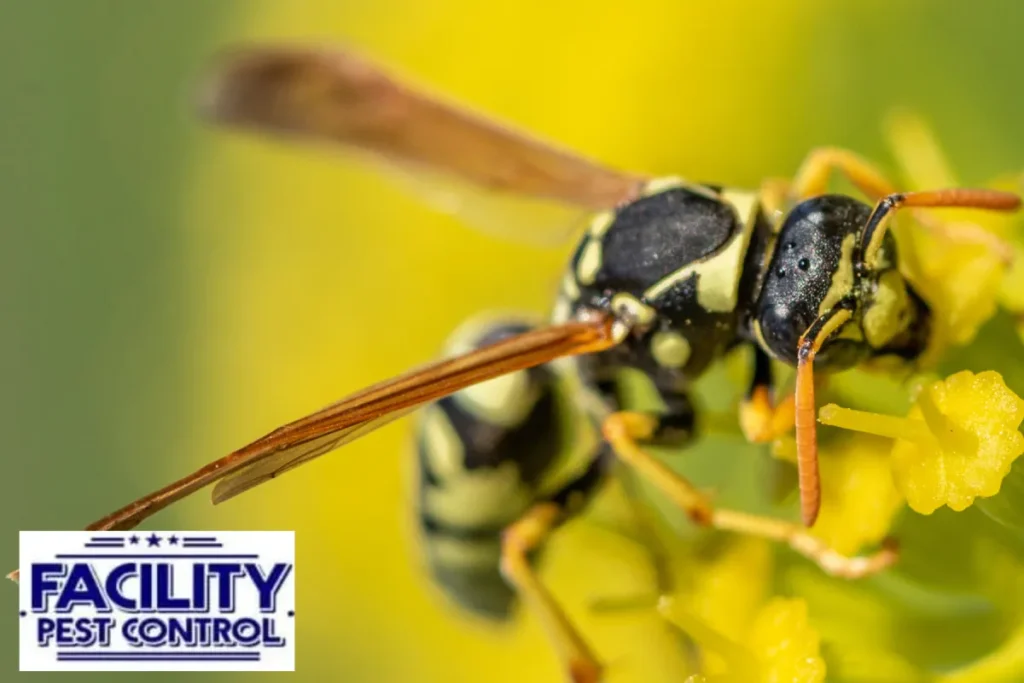 wasp on a close up yellow flower