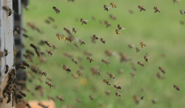 Bee Control Tarzana CA